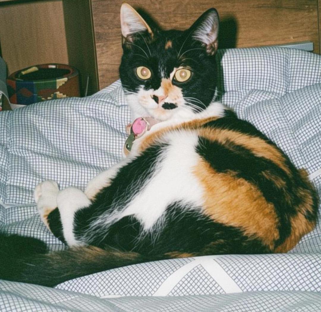 Susi